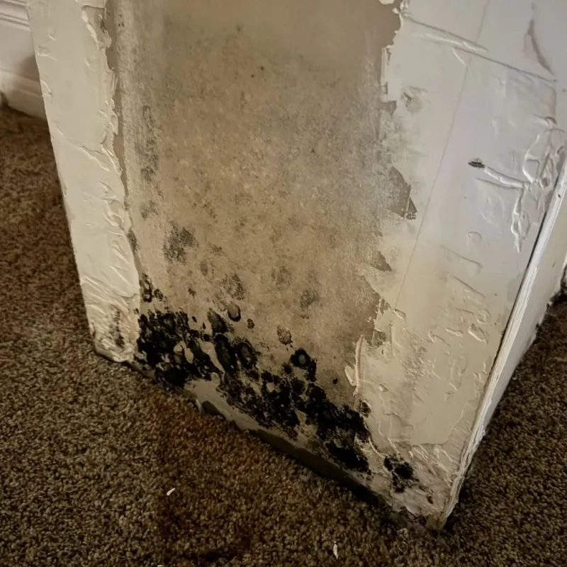 Professional Mold Removal in Greenville, NC